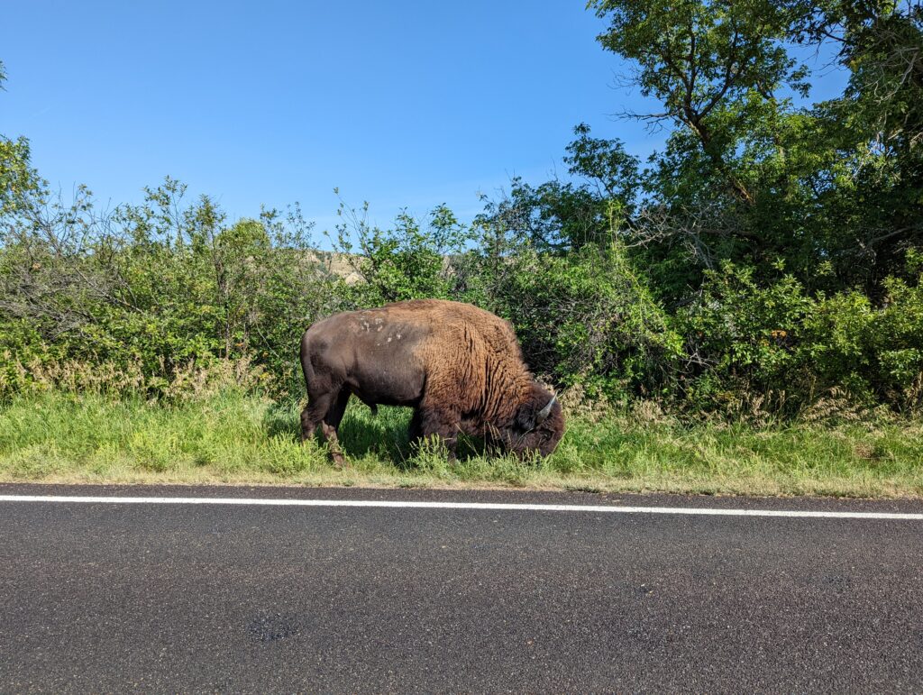 Theodore Roosevelt National Park 2022