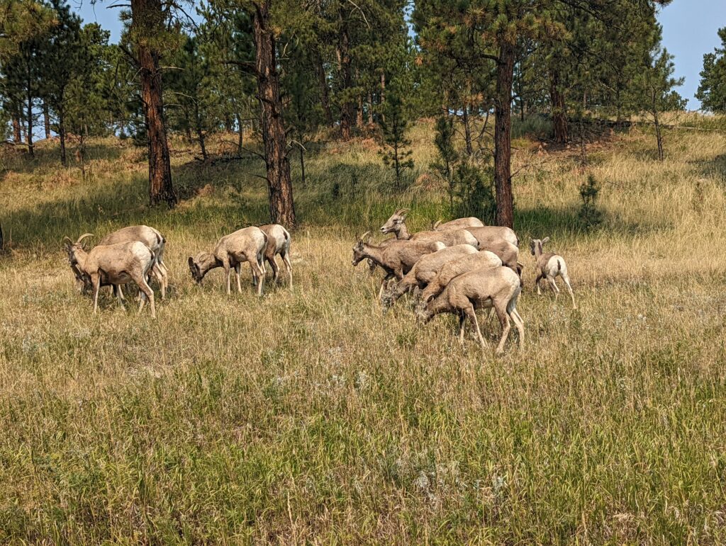 Custer State Park 2022